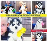Сибирские хаски яркие щеночки 5160659 Сибирский хаски фото в Москве