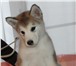 Продаются щенки Аляскинского маламута 2112774 Аляскинский маламут фото в Красноярске
