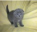 Фото в Домашние животные Другие животные Продам Шотландских котят .Тел. 89271774724 в Саранске 0