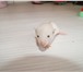 Фото в Домашние животные Грызуны Десять чудесных крысят ждут своих хозяев, в Уфе 100