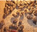 Фото в Домашние животные Птички продаю перепелов так же яйцо тушки перепелов в Чехов 120