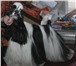 Предлагаем щенков американского кокер спаниеля разных окрасов (палевый, черный, бело-рыжий, бело 68369  фото в Красноярске