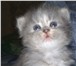 Ведется запись на очаровательных котят 2206403 Персидская фото в Москве