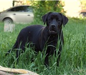 Foto в Домашние животные Вязка собак Мальчику 1,5 года куплен в хотти-тотти, все в Екатеринбурге 2 000