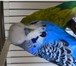 Изображение в Домашние животные Птички Продаются выставочные волнистые попугаи от в Таганроге 5 000