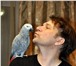 Фотография в Домашние животные Птички Продам попугаев жако краснохвостых молодых в Саратове 18 000