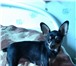 Фотография в Домашние животные Потерянные потерялась собака той-терьер девочка, окрас в Нижнем Тагиле 0