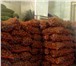 Изображение в Прочее,  разное Разное продаём продовольственный картофель"Беллароза" в Москве 7