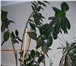 Фото в Домашние животные Растения Комнатные растения в керамических горшках, в Нижнекамске 290