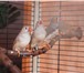 Фотография в Домашние животные Птички Продаются зебровые амадины 5 месяцев, можно в Нижневартовске 400