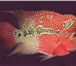 Изображение в Домашние животные Рыбки Продаю аквариумную рыбу оптом и розницу, в Белокуриха 40