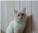 Foto в Домашние животные Вязка белый пушистый кот ищет кошку! Не породистый. в Стерлитамаке 0