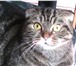 Фотография в Домашние животные Вязка Кошечка шотандская вислоухая, без документов, в Нижнем Тагиле 500