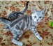 КЛАССНЫЕ котята! 3441447 Скоттиш фолд короткошерстная фото в Москве