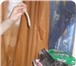 Изображение в Домашние животные Отдам даром Отдам небольшую собачку,  40 см в холке в в Новосибирске 0