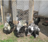 Фотография в Домашние животные Птички продам петухов Брама в Нижнем Тагиле 1 200