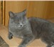 Изображение в Домашние животные Вязка вязка с британским котом Голубой британский в Екатеринбурге 1 500