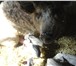 Фото в Домашние животные Другие животные Продам поросят венгерской породы – пуховой в Таганроге 9 000