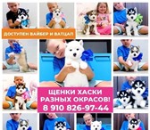 Красивые щеночки хаски 5132797 Сибирский хаски фото в Дубна