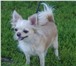 Фото в Домашние животные Вязка собак Предлагается кобель для вязок породы чихуахуа в Подольске 5 000