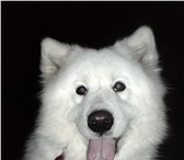Фотография в Домашние животные Услуги для животных Предлагается передержка для некрупной собаки в Москве 300