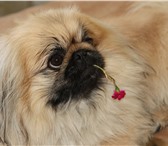 Фото в Домашние животные Вязка собак Пекинес по кличке Тинакий Великолепный, ищет в Астрахани 1 000