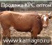 Изображение в Домашние животные Другие животные В продаже мясная порода КРС породы Казахская в Москве 230