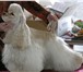 Предлагаем щенков американского кокер спаниеля разных окрасов (палевый, черный, бело-рыжий, бело 68369  фото в Красноярске