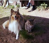 Foto в Домашние животные Услуги для животных очаровательная девочка породы колли ищет в Воткинске 0