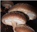 Фотография в Домашние животные Растения Комплект для выращивания грибов шиитаке - в Тамбове 1 850