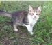 Фотография в Домашние животные Отдам даром Спасаем кошачью семью: кошку-трехцветку-крысоловку в Белгороде 0