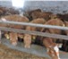 Фото в Домашние животные Другие животные ООО "КамАгро" занимается продажей крупного в Курлово 100 000