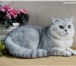 Изображение в Домашние животные Приму в дар Куплю короткошерстного британского котенка в Москве 3 000