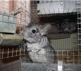 Фотография в Домашние животные Грызуны Для организации бизнеса подходит как квартира, в Йошкар-Оле 14 000