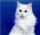 Фотография в Домашние животные Услуги для животных Стрижки для котов и собак, стригу без наркоза, в Нижневартовске 1 000