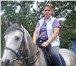 Фото в Хобби и увлечения Разное предлагаю покататься на лошадях цена 1000 в Санкт-Петербурге 0