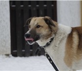 В дар кобель 2348927 Немецкая овчарка фото в Екатеринбурге