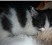 Отдадим в добрые руки замечательных, красивых котят, возраст 5 недель, Два кота (один серенький в 68906  фото в Челябинске