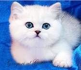 Британские котята с изумрудными и синими глазами 4769010 Британская короткошерстная фото в Москве