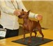 Foto в Домашние животные Вязка собак Предлагается кобель породы  цвергпинчер миниатюр в Москве 0