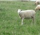 Овцы породы Северо Кавказская мясо шёрст