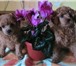 Продаю щенков породы карликовый пудель, абрикосового окраса (девочки, мальчики), Дата рождени 67730  фото в Москве