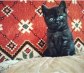 Плюшевый котик черный на голубом подшерстке 4784677 Британская короткошерстная фото в Санкт-Петербурге