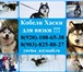 Foto в Домашние животные Вязка собак Предлагаем для вязки ярких черно-белых голубоглазых в Пошехонье 0