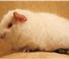 Foto в Домашние животные Грызуны Продаются три замечательные морские свинки в Калининграде 2 000