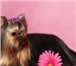 Фото в Домашние животные Вязка собак Частный заводчик предлагает для вязок 2-ух в Москве 5 000
