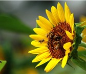 Фото в Работа Вакансии Разработка, производство, выпуск и оптовое в Волгограде 53 000