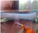 Foto в Домашние животные Рыбки Золотая – 11 см вместе с хвостомДва сома в Екатеринбурге 500