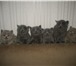 Британские голубые короткошерстные котята 268105 Британская короткошерстная фото в Екатеринбурге