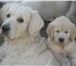 Изображение в Домашние животные Вязка собак Питомник Армальд предлагает кобеля на вязку в Москве 12 000